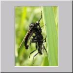 Rhampomyia anthracina - Tanzfliege 01 9mm.jpg